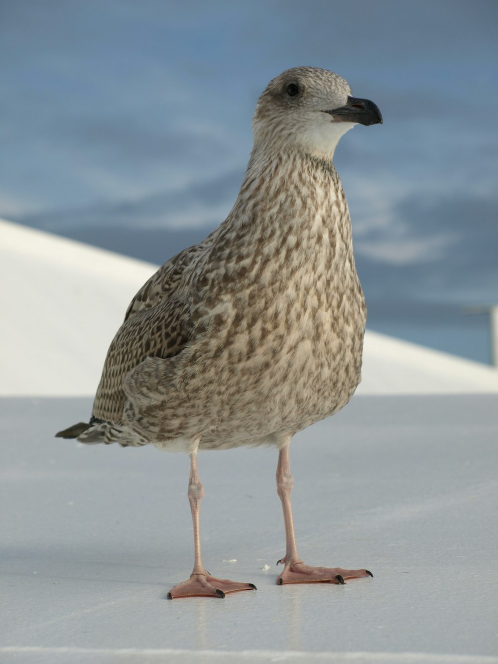 white and gray bird