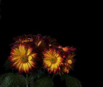 A beautiful bouquet of chrysanthemums on a black background.