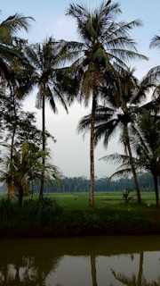 Tall palm trees are silhouetted against a light sky, with lush green foliage below. A small water body reflects the trees. In the background, expansive green fields stretch towards a thick forest line.