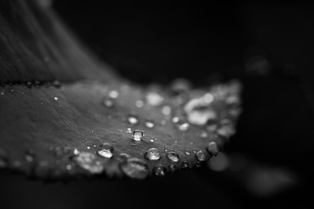 a black and white photo of water droplets on a leaf