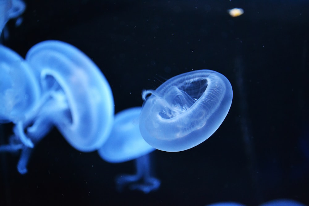 Foto de enfoque superficial de medusas