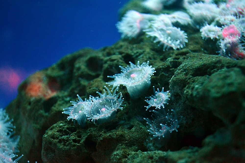 white sea anemone