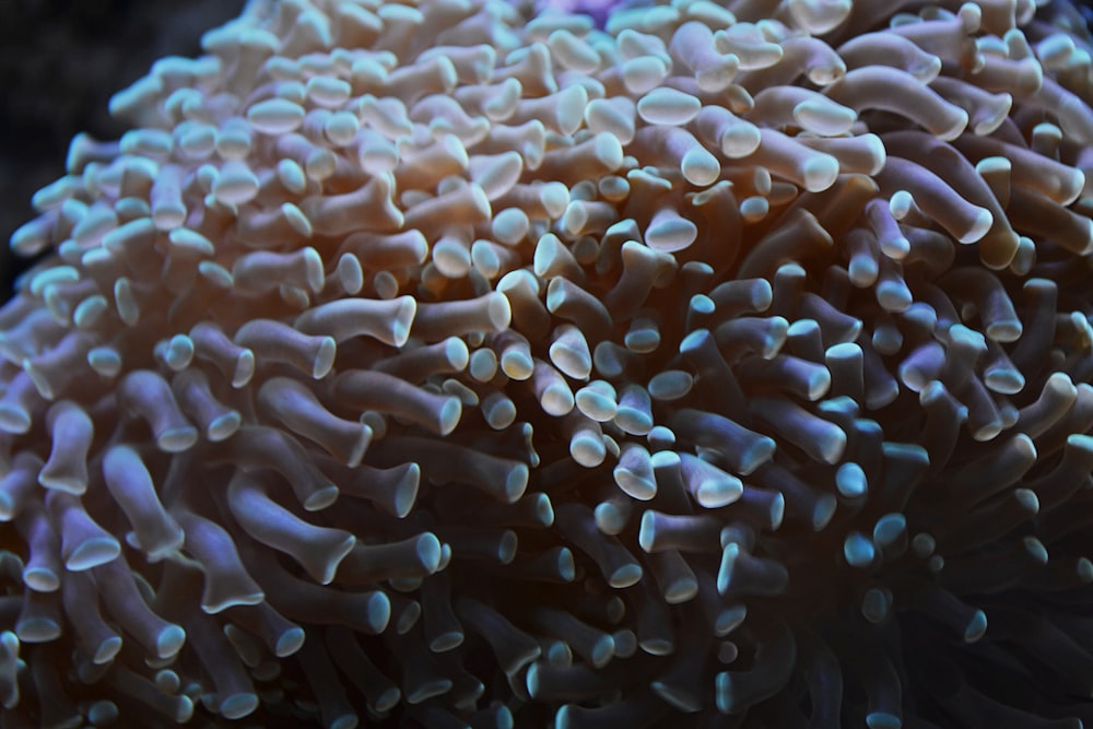 a close up of a sea anemone