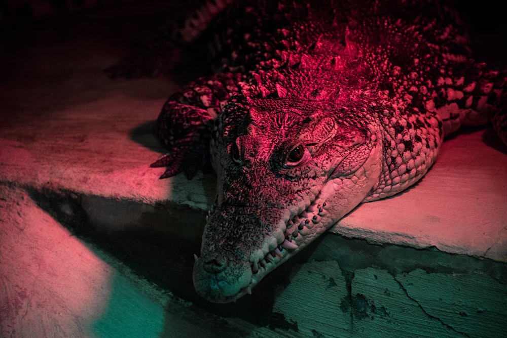 closeup photo of crocodile