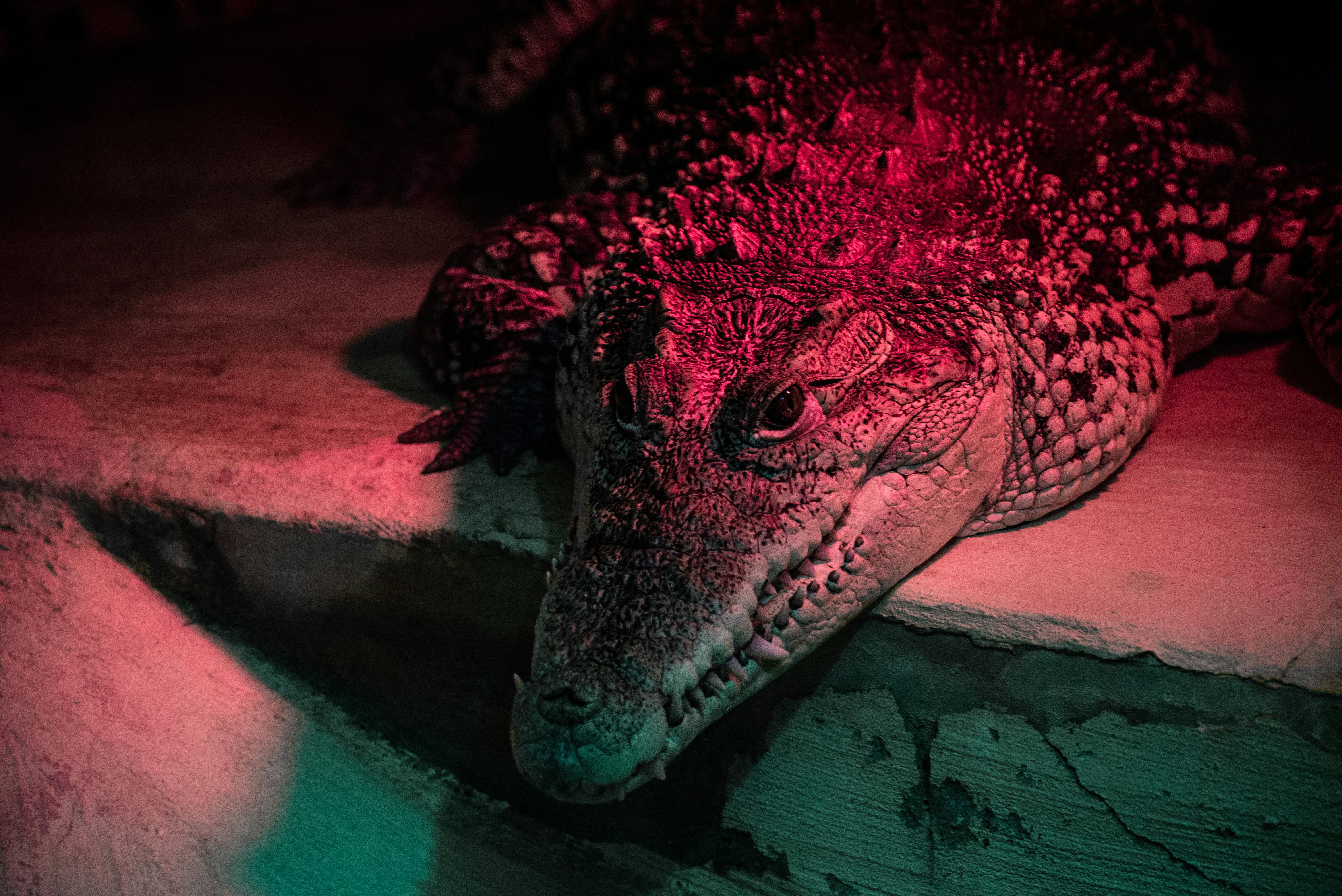 Photo de croc à botteler par ilya gorborukov