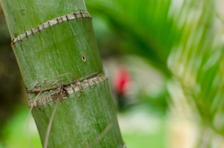 Close-up texture of bamboo stalks with morning dew drops.