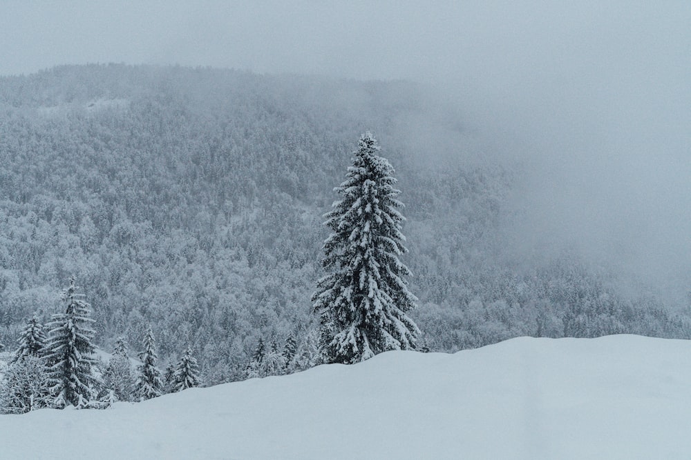 pine tree on snow sand under gray sky
