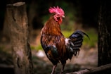 Close-up of a vibrant rooster standing proudly on a wooden fence.