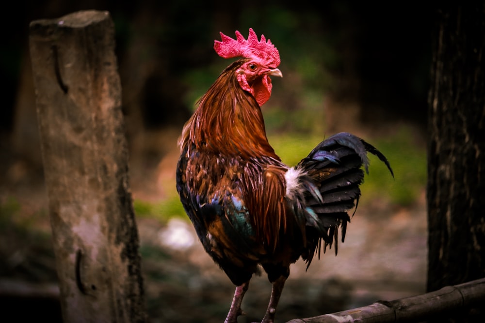 brown, red, teal, and black rooster on brown wooden surface