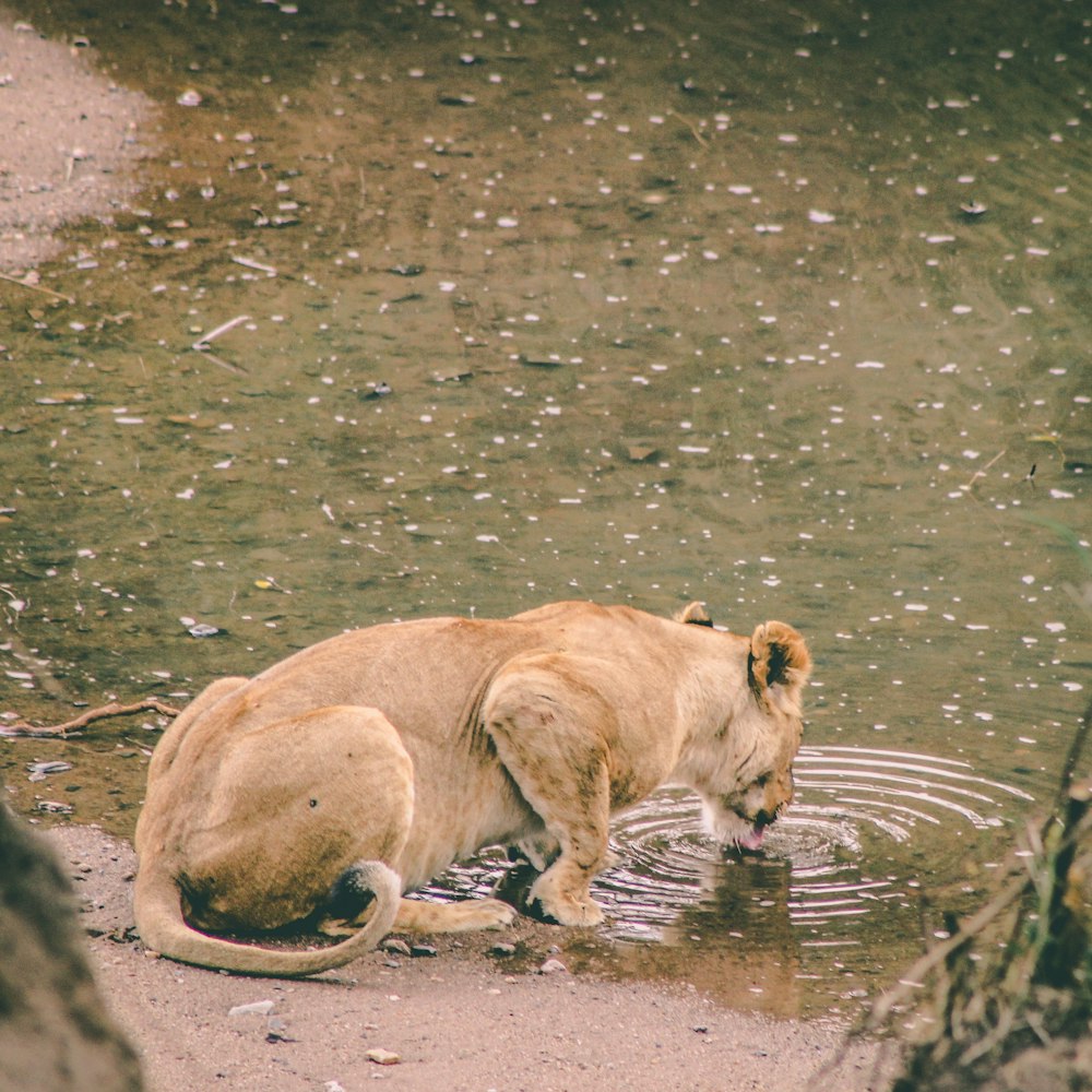lion drinking water on river during daytime