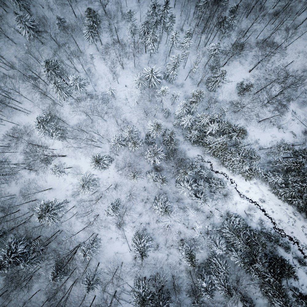 vista aérea fotografia da cobertura florestal com neve