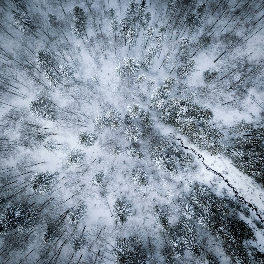 雪に覆われた森林の航空写真