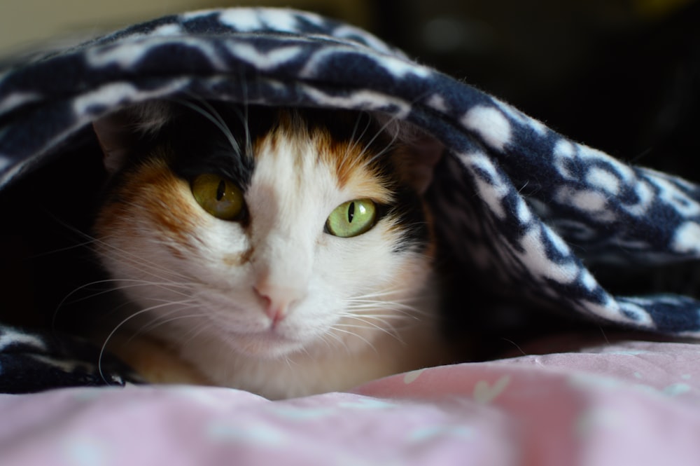 white calico cat hiding on blanket during daytime