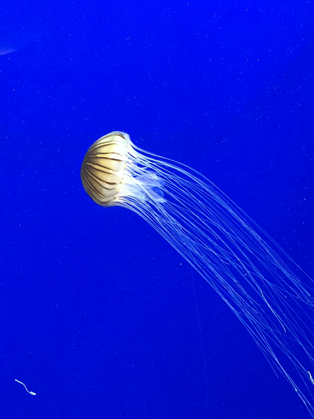 closeup photo of jellyfish