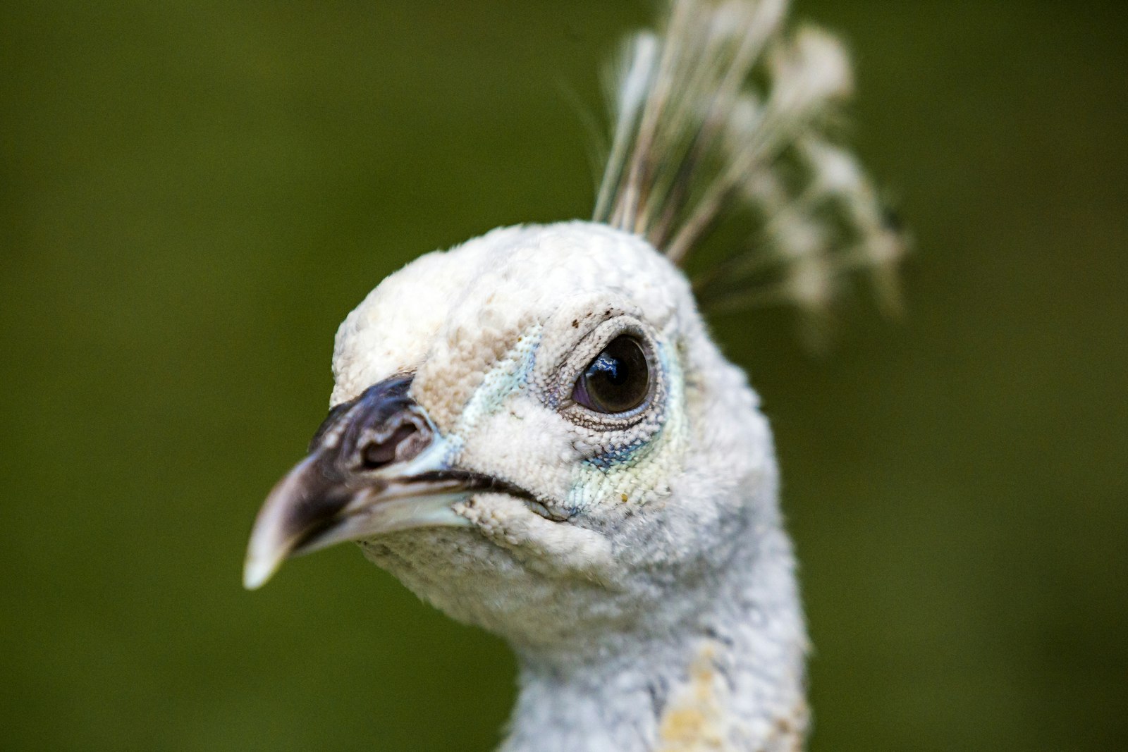 Canon EF 70-200mm F2.8L IS II USM sample photo. Macro shot of bird photography