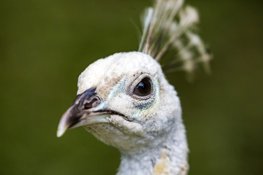 macro shot of bird