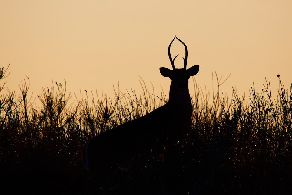 silhouette of deer during golden hour