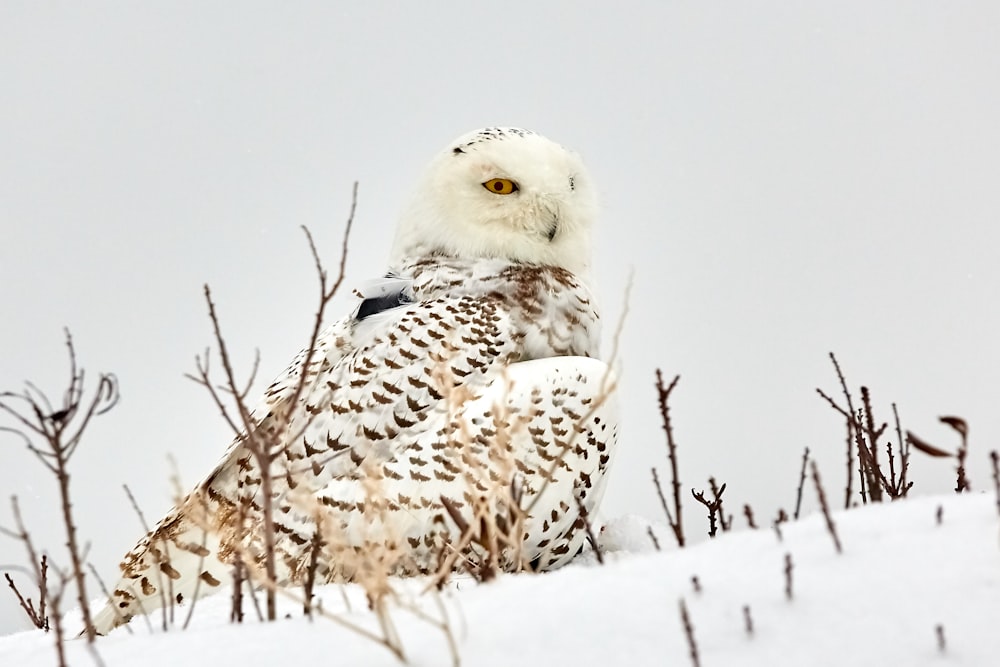 white and brown owl standing on snow
