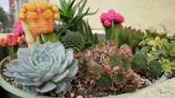 A vibrant arrangement of various succulents in a planter. The collection includes a large, light blue echeveria in the foreground and several colorful cacti, including an orange and yellow cactus and bright pink cacti in the background. The plants are surrounded by small pebbles and soil.