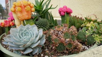 A vibrant arrangement of various succulents in a planter. The collection includes a large, light blue echeveria in the foreground and several colorful cacti, including an orange and yellow cactus and bright pink cacti in the background. The plants are surrounded by small pebbles and soil.