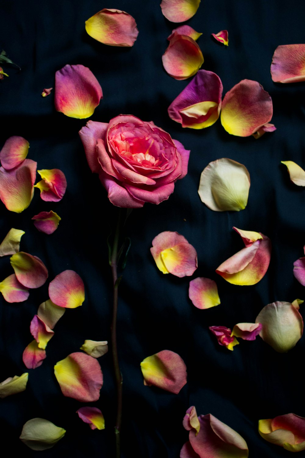 closeup photo of pink petals