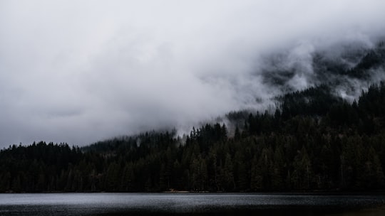 green leafed trees during daytime in Buntzen Lake Canada