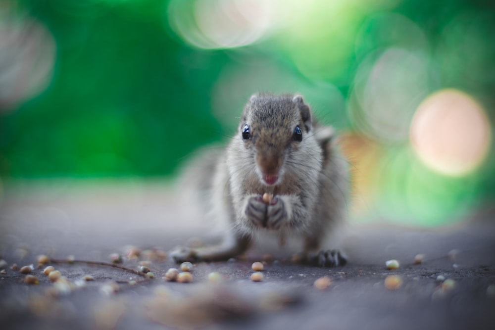 Close up photo of a squirrel