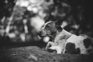 A peaceful black and white photo of a rescued dog resting in a sunlit Richmond park.