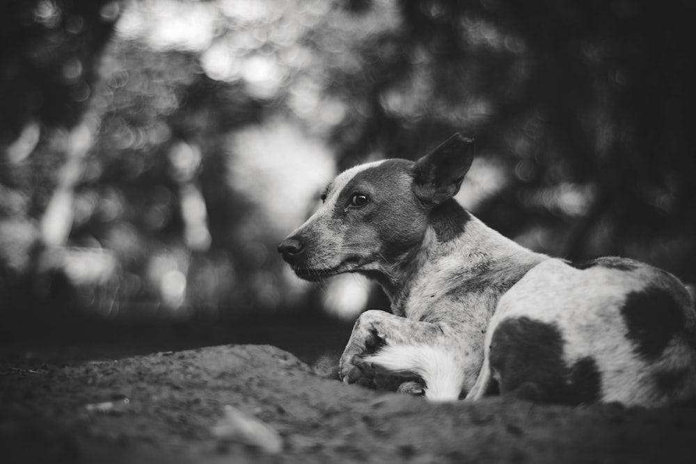 short-coated white dog lying on gray sand