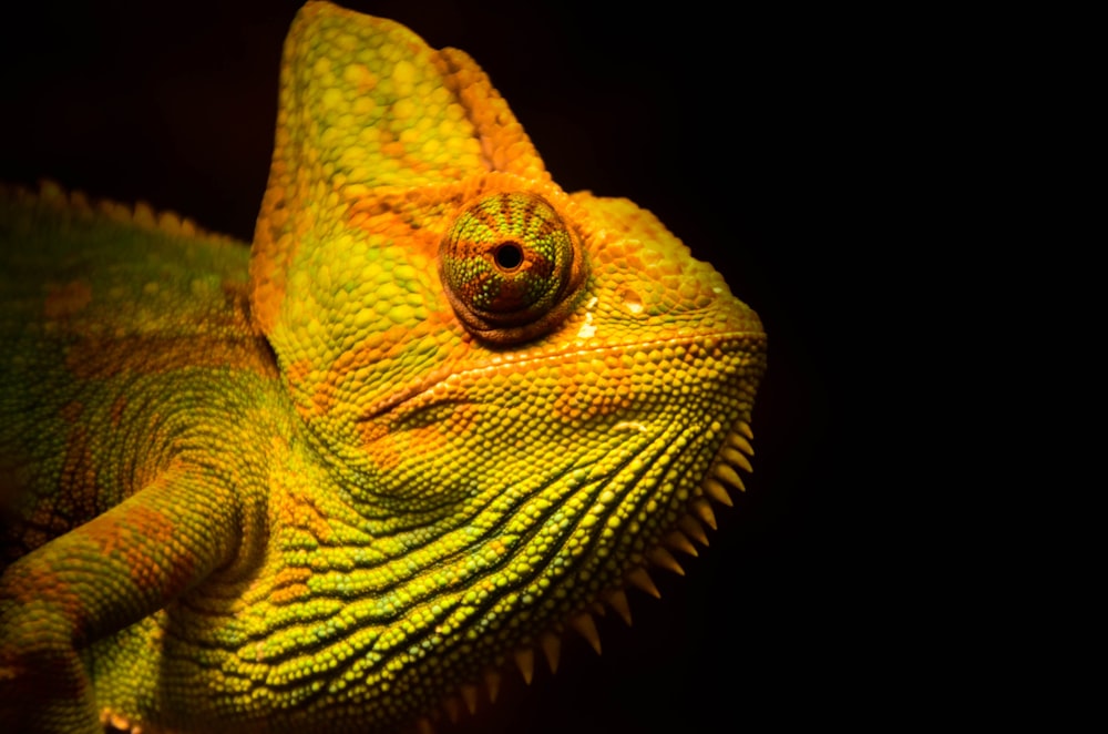 photo en gros plan de lézard jaune et vert