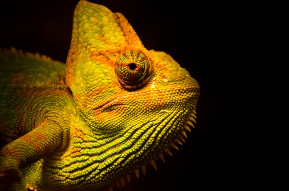 close-up photo of yellow and green lizard