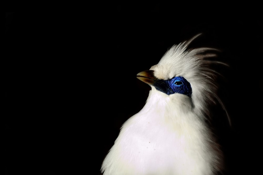 macro shot of white bird
