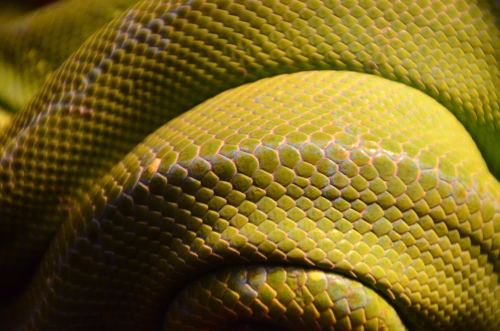 yellow and gray snake scales