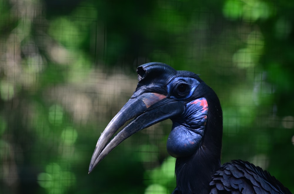 Nahaufnahme eines schwarzen und blauen Vogels