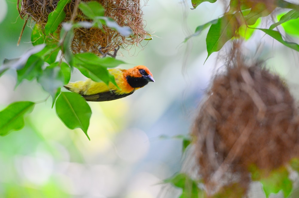 selective focus of yellow and orange bird flying near green leafy tree at daytime