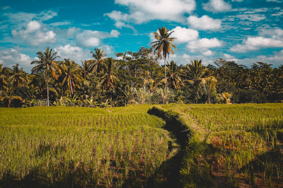 green grass field near coconut trees under blue and white cloudy sky