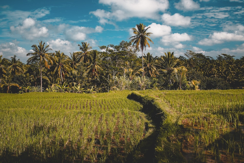 green grass field near coconut trees under blue and white cloudy sky