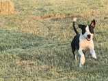 A playful puppy running through a grassy field.