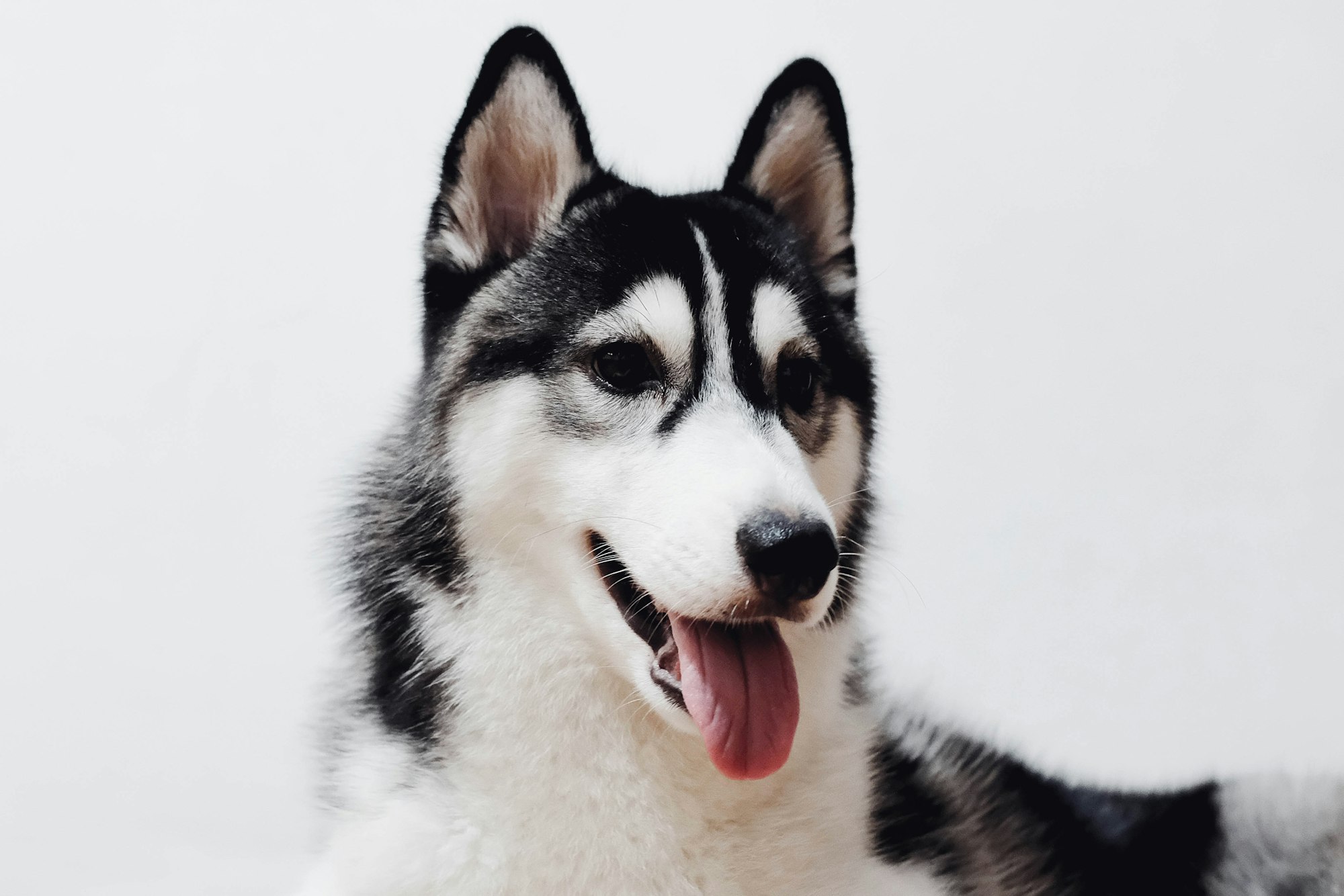are alaskan malamutes good for first time owners?