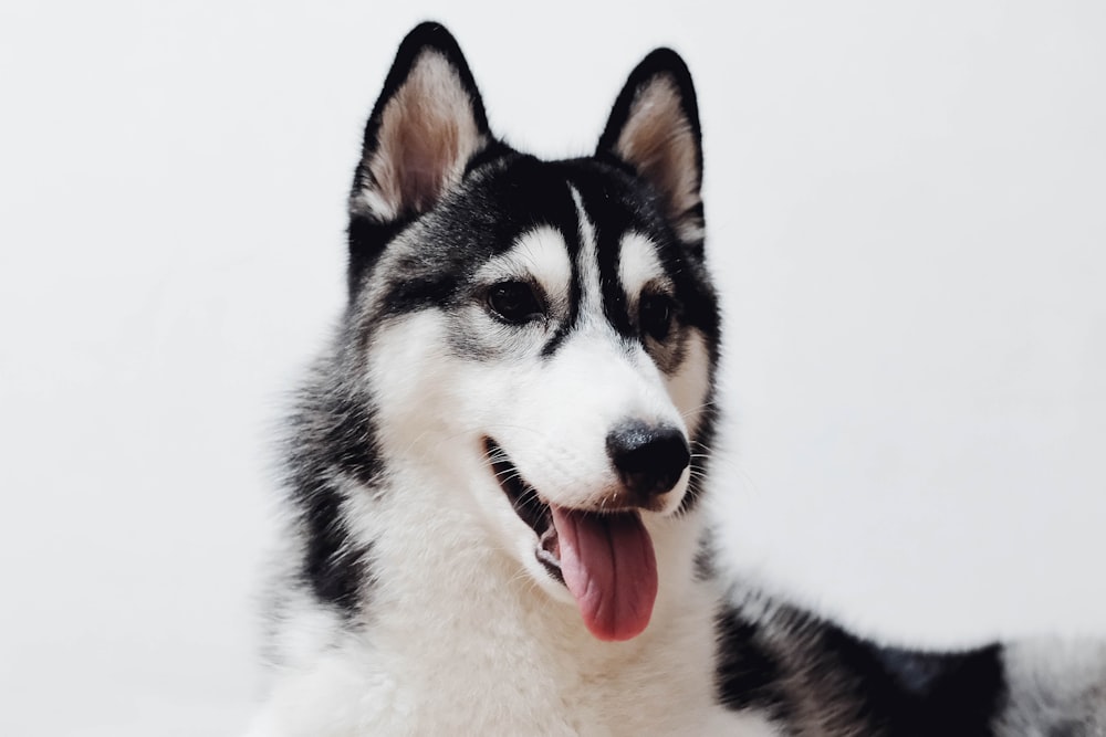 foto de husky siberiano blanco y negro