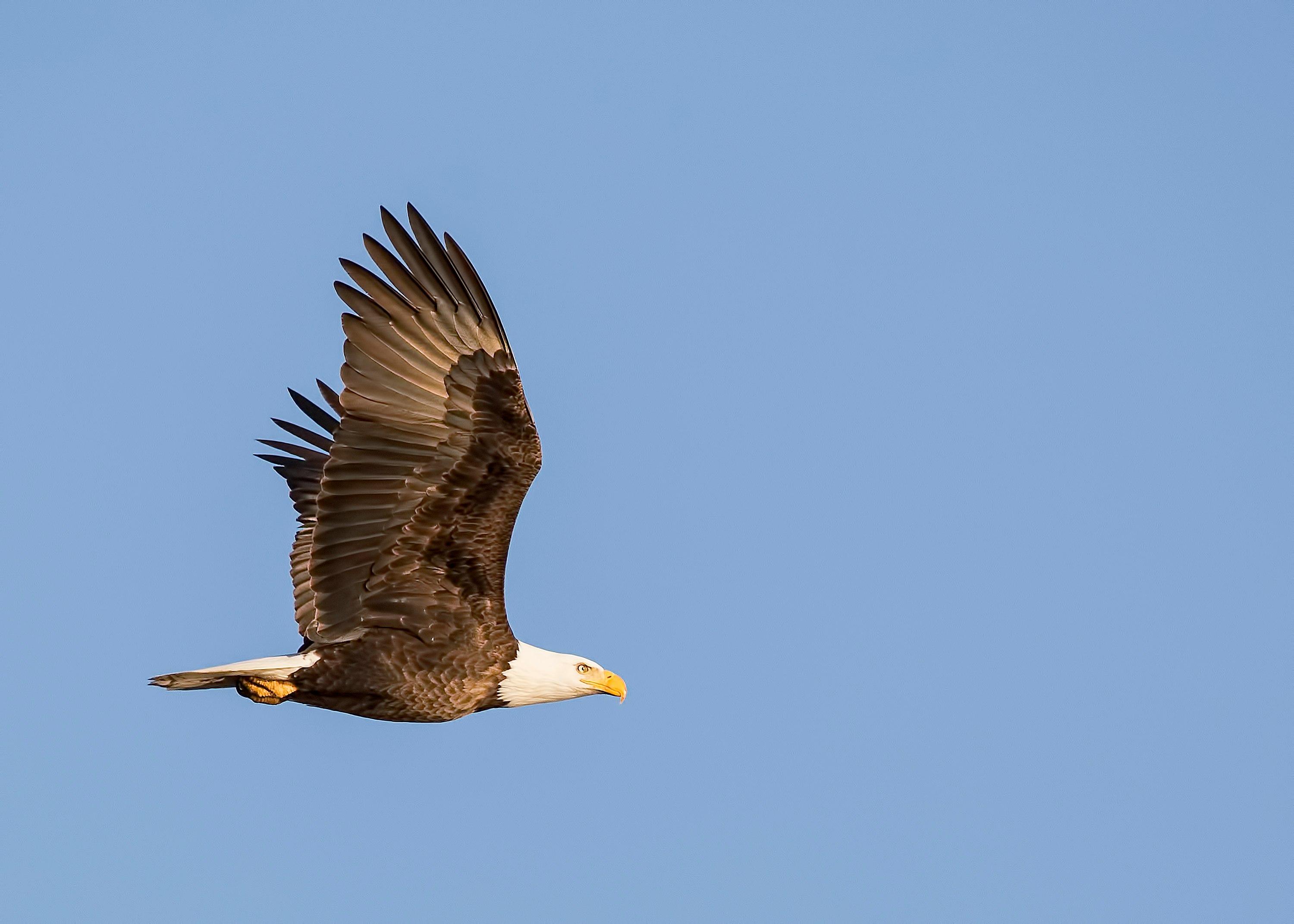 photo of bald eagle flying in the sky