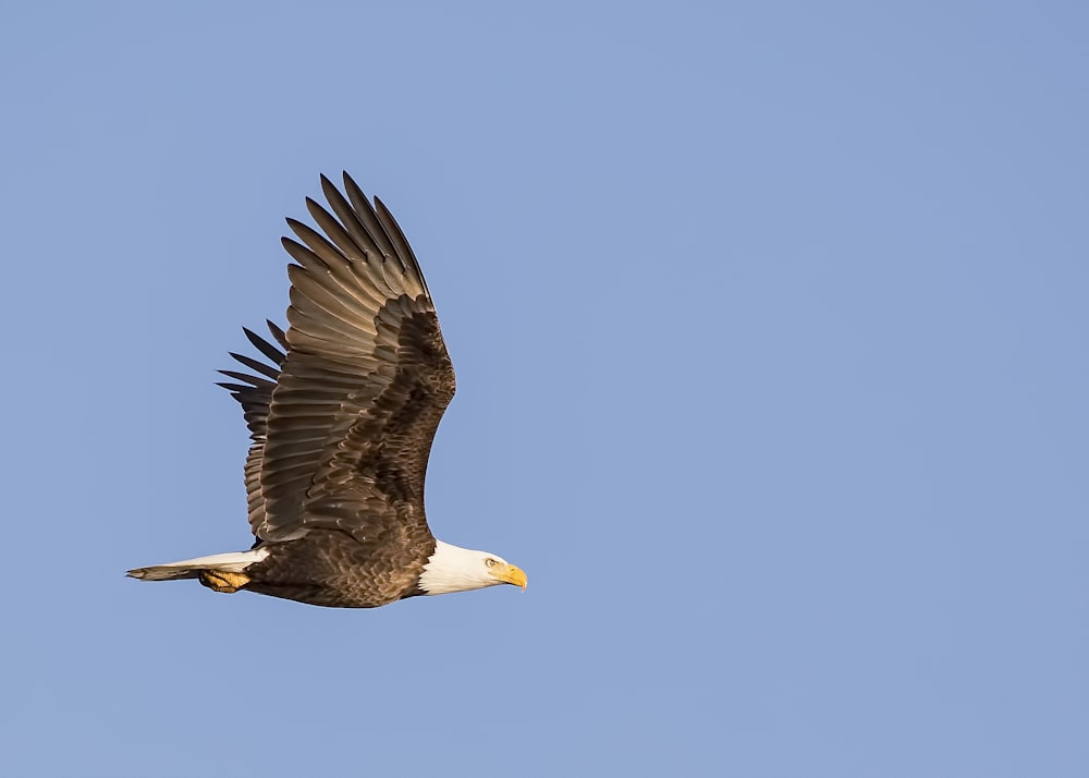 하늘을 나는 대머리 독수리의 사진