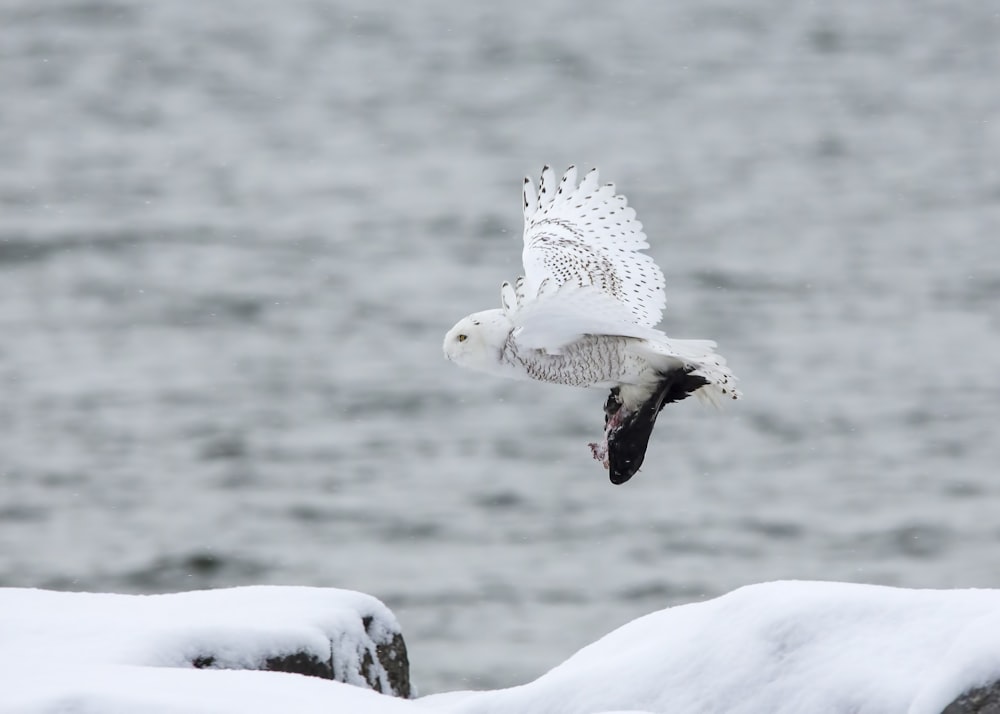 white owl flying through the sky