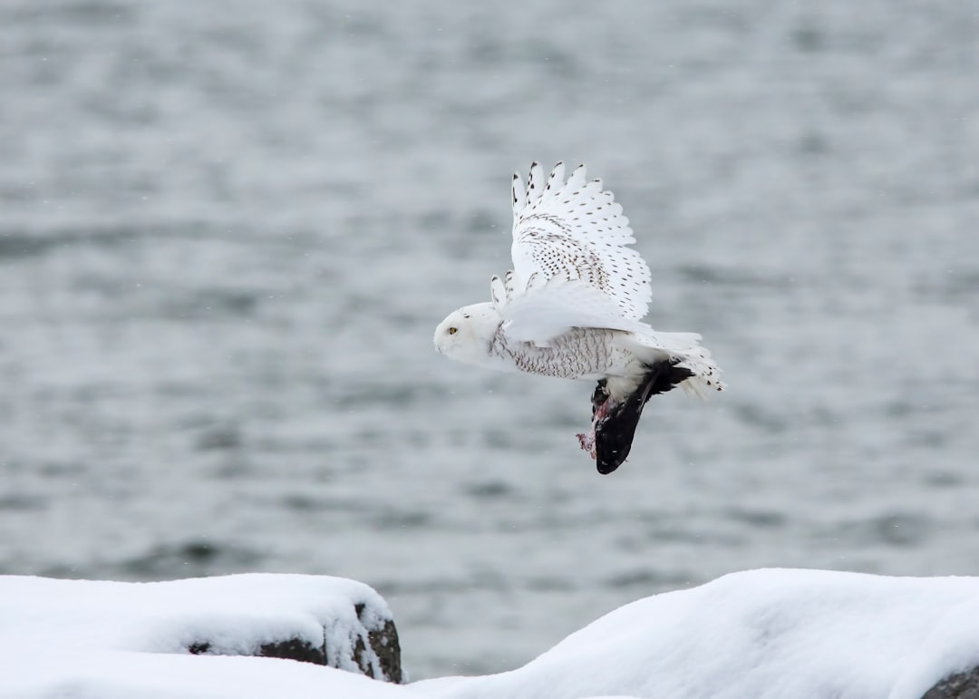 white owl flying through the sky
