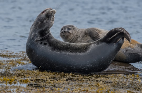 two seal at the seaside in Akureyri Iceland