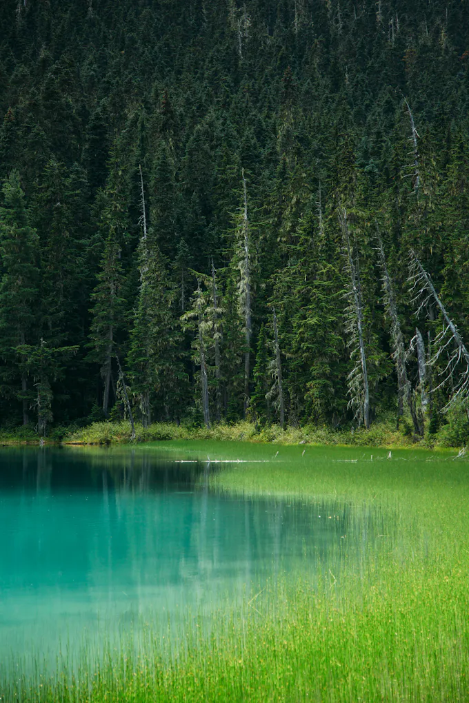 Forest surrounding a calm lake, similar to Canoe Lake at Canoe Creek State Park in Frankstown Township, PA
