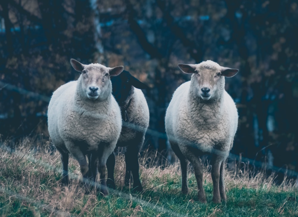 three sheep on green grass field