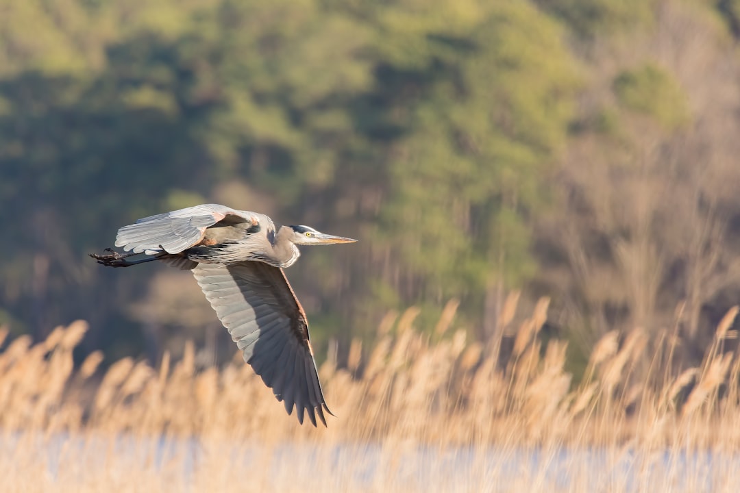 photo of pelican flying