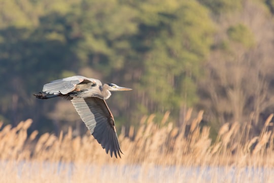 photo of pelican flying in Blackwater National Wildlife Refuge United States