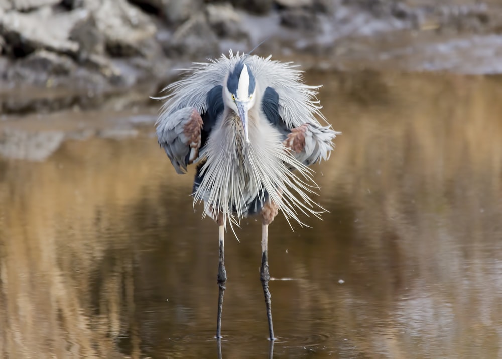 white and black bird stepping on body of water